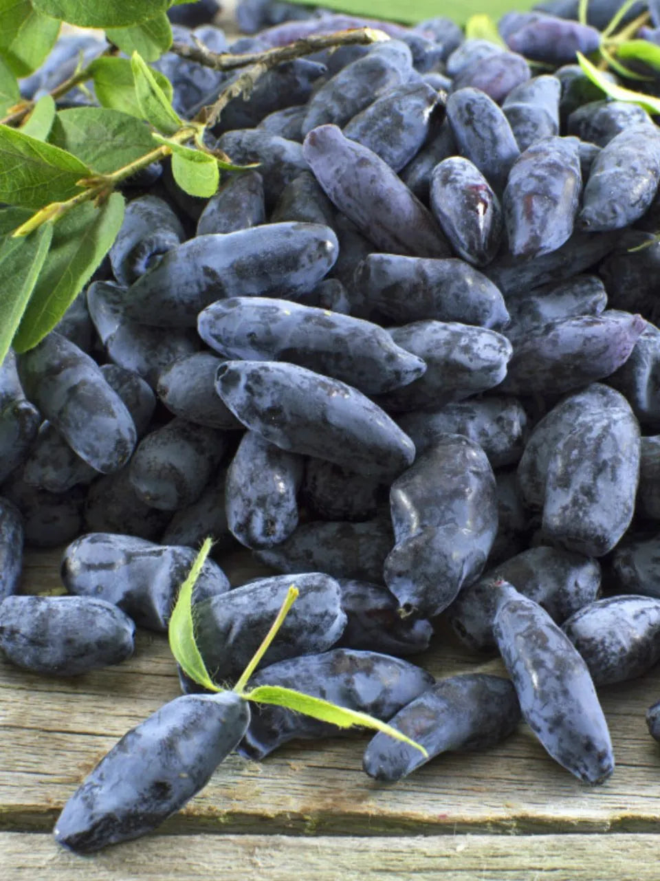 Haskap Berry Jam