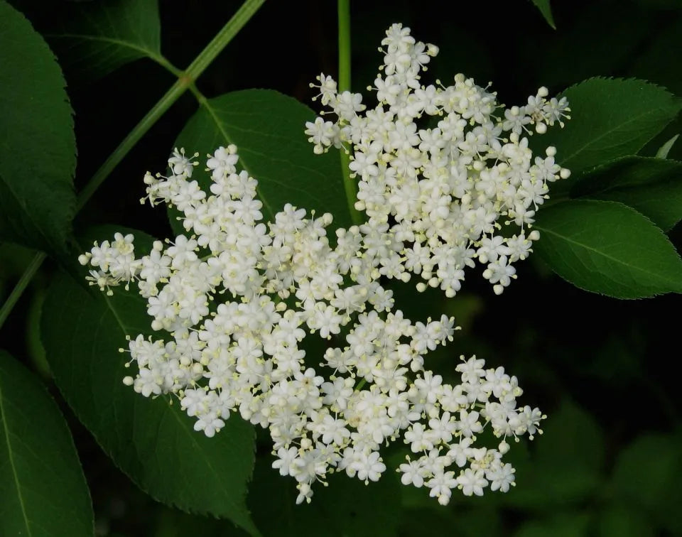 Elderberry Jelly