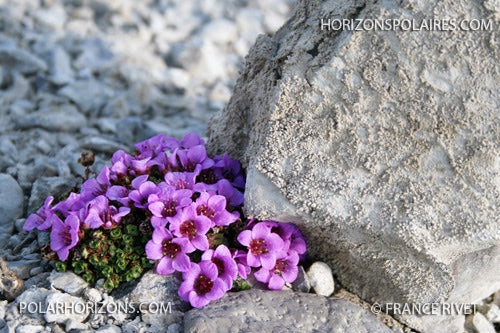 Purple Saxifrage