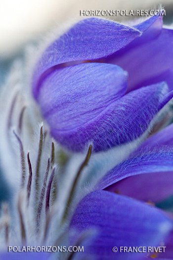 Prairie Crocus
