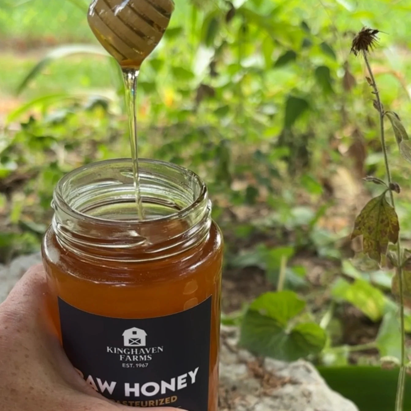 Kinghaven Classic Honey
