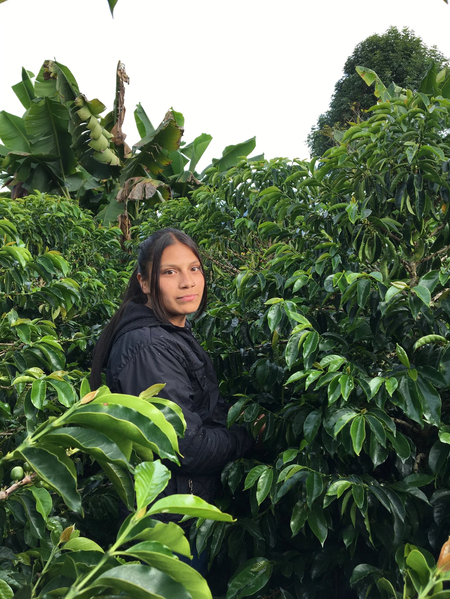 Colombia Silvia Ordoñez Pink Bourbon