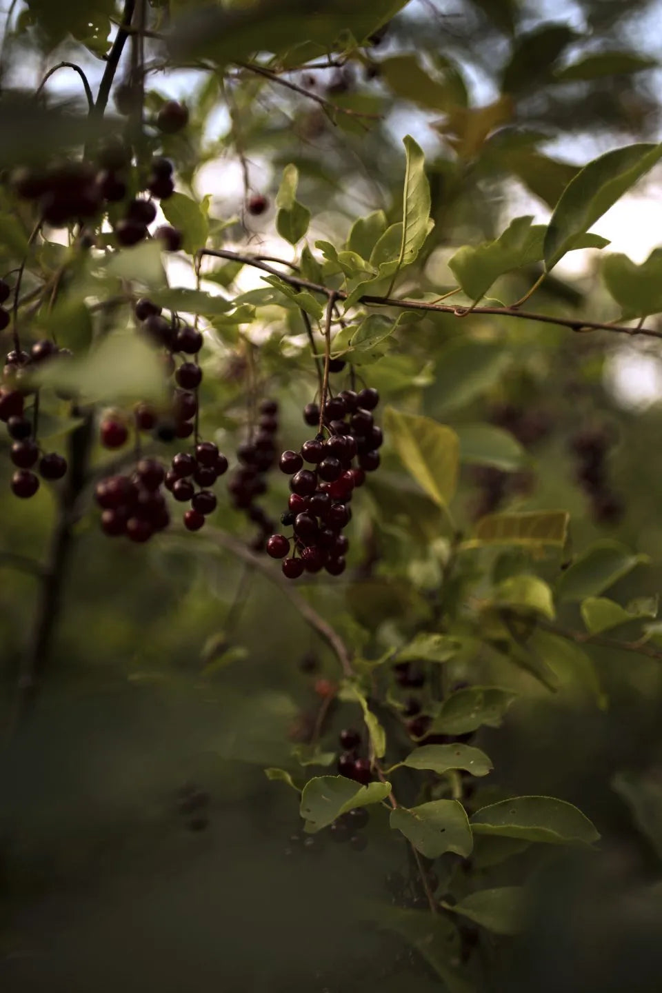 Chokecherry Jelly
