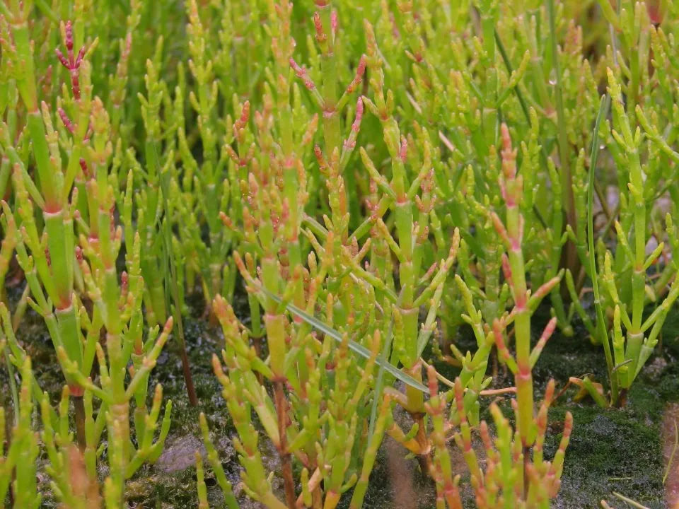 Mustard with Salicornia