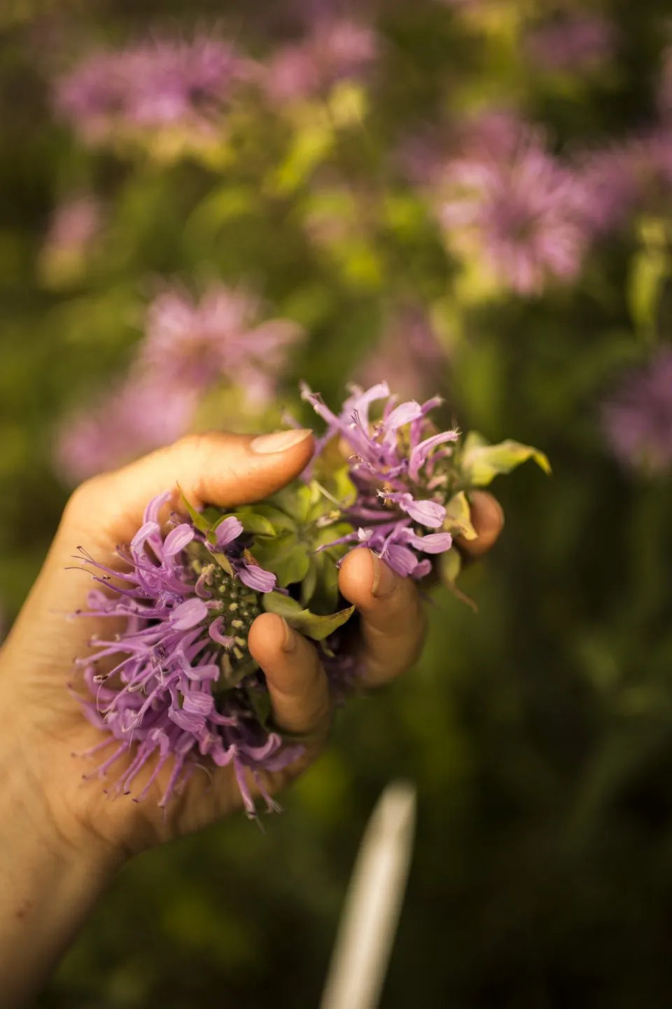 Boreal Night - Handpicked Loose-Leaf Tisane by Gourmet Sauvage