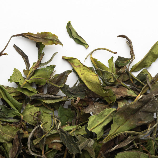 Bai Mu Dan White Tea - Loose Leaf - Camellia Sinensis