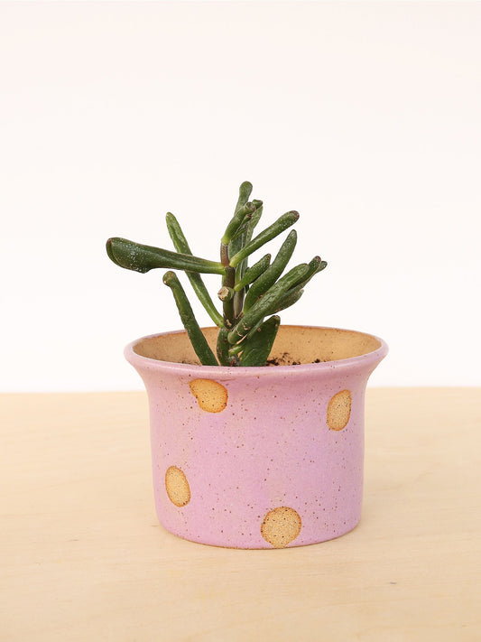 Polka Dots Small Planter 3" - Nightshift Ceramics